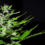 marijuana