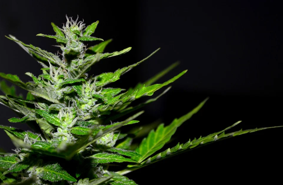 marijuana
