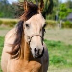 draft horse