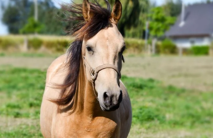 draft horse